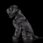 Giant Schnauzer – The Ultimate Guide to a Loyal and Energetic Companion