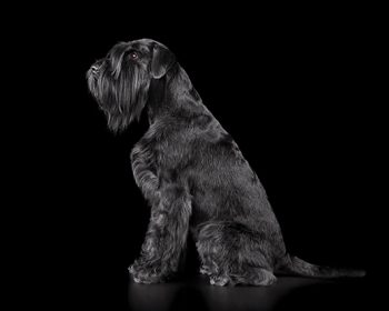 Giant Schnauzer close-up