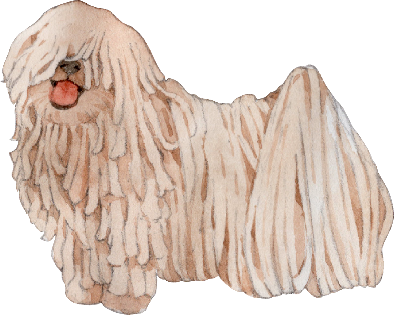 hungarian-puli