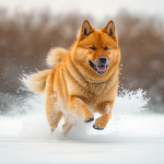 Finnish Spitz