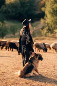 Female shepherd with a dog grazes a flock on the lawn