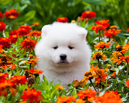 American Eskimo Dog