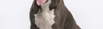 american-staffordshire-terrier
